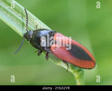 Schwarz zentrierter Klickkäfer (Ampedus sanguinolentus) Stockfoto