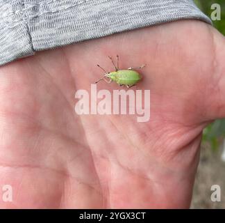 Blau-grüne Zitruswurzel Weevil (Pachnaeus litus) Stockfoto