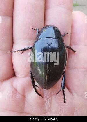 Großer Silberkäfer (Hydrophilus piceus) Stockfoto