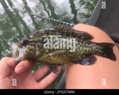Warmouth (Lepomis gulosus) Stockfoto