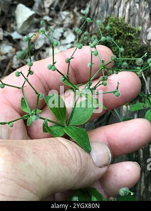 Lakritzbettstroh (Galium circaezans) Stockfoto