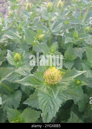 Riesenhysop aus Brennnessel (Agastache urticifolia) Stockfoto