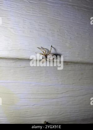 Breiter SAC-Spider (Trachelas tranquillus) Stockfoto