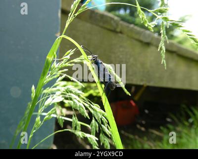 Nearctic Blue Schlamm-Dauber Wasp (Chalybion californicum) Stockfoto