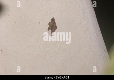 Pilzmotten (Metalectra discalis) Stockfoto