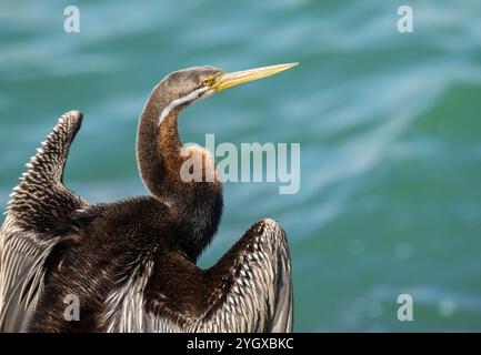 Australasischer Darter (Anhinga novaehollandiae) schwimmt wie eine Schlange mit dem Körper unter Wasser, und nur sein Kopf und Hals ragen aus dem Wasser hervor. Stockfoto