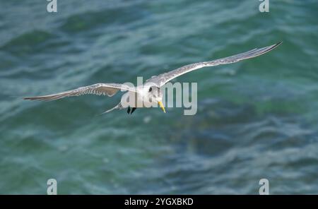 Wammteere (Thalasseus bergii) Eine große elegante Seeschwalbe mit einem sehr langen zitronengelben Segel im Flug auf der Suche nach einem Fang von kleinen Fischen. Stockfoto