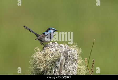 Toller Feenzwitscher ( Malurus splendens) blauer Zwitter auf einem Holzpfosten, der mit Flechten bedeckt ist, isolierter grüner Hintergrund mit Kopierraum. Stockfoto