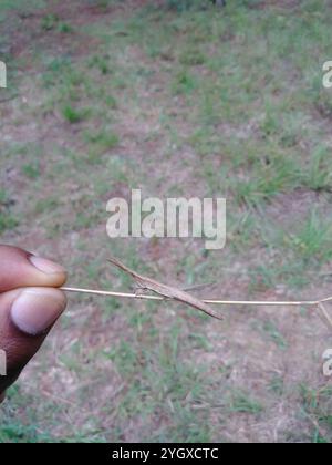 Langhaarige Zahnstocher Grasshopper (Achurum carinatum) Stockfoto