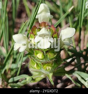 Selfheal (Prunella laciniata) Stockfoto