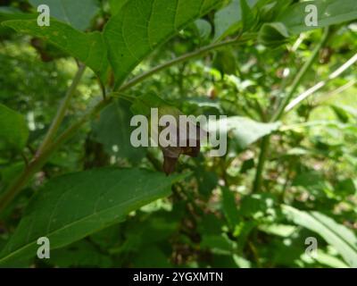 Tödlicher Nachtschatten (Atropa bella-donna) Stockfoto