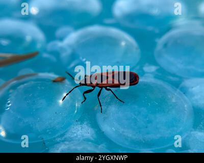 Rote Käfer (Scantius aegyptius) Stockfoto