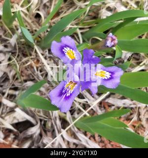 Zwerg See Iris (Iris Lacustris) Stockfoto