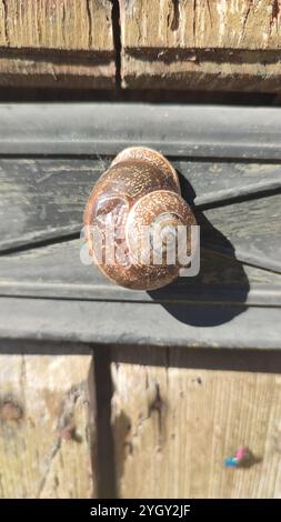 Spanische Schnecke (Otala punctata) Stockfoto