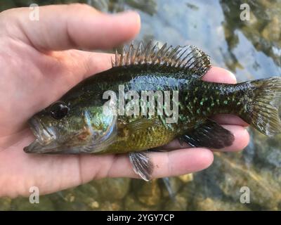 Warmouth (Lepomis gulosus) Stockfoto