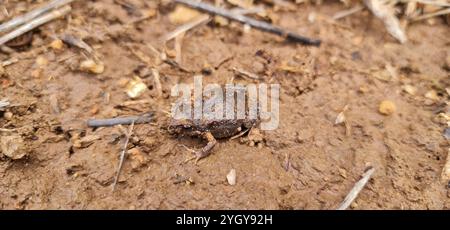 Gemeiner Ostfrosch (Crinia signifera) Stockfoto