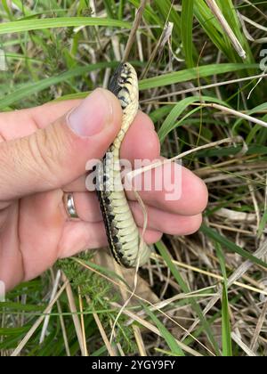 Plains Strumpfschlange (Thamnophis radix) Stockfoto