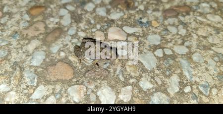 Gemeiner Ostfrosch (Crinia signifera) Stockfoto
