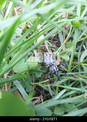 Butterbur Weevil (Liparus glabrirostris) Stockfoto