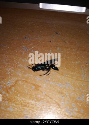 Nearctic Blue Schlamm-Dauber Wasp (Chalybion californicum) Stockfoto