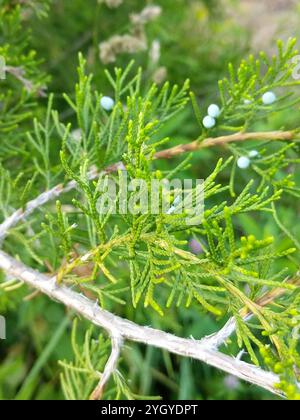 Wacholder-Weißdorn-Rost (Gymnosporangium globosum) Stockfoto