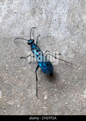 Nearctic Blue Schlamm-Dauber Wasp (Chalybion californicum) Stockfoto