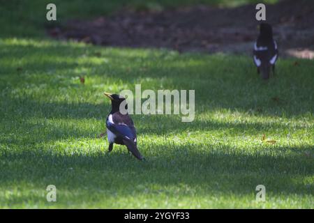 Gelbschnabel Elpie (Pica nuttalli) Stockfoto