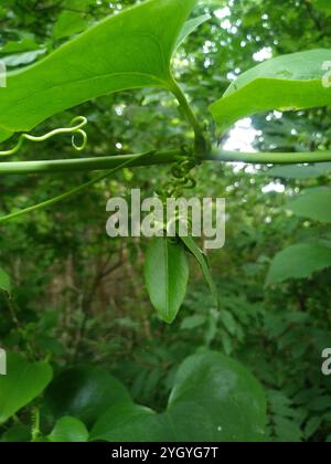 Roundleaf greenbrier (Smilax rotundifolia) Stockfoto