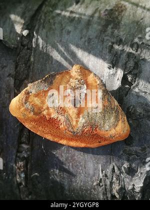 Nördliches Zinnober-Polypore (Trametes cinnabarina) Stockfoto