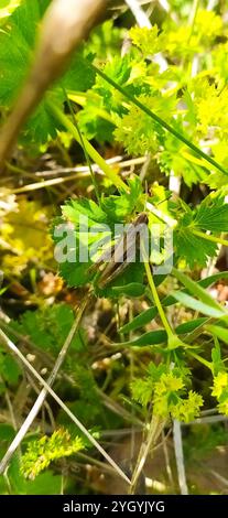 Lokomotive Grasshopper (Chorthippus apricarius) Stockfoto