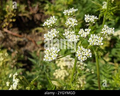 Goldener Kerbel (Chaerophyllum aureum) Stockfoto