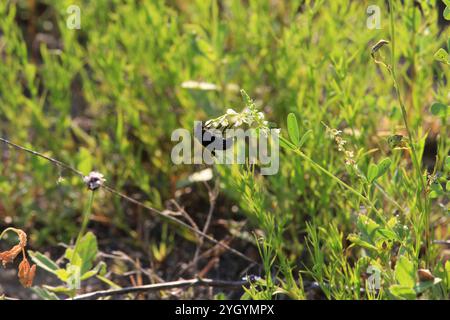 Mexikanische Kaktusfliege (Copestylum mexicanum) Stockfoto