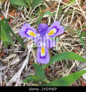 Zwerg See Iris (Iris Lacustris) Stockfoto