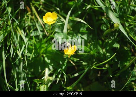 Gelbe Hummel (Bombus vosnesenskii) Stockfoto