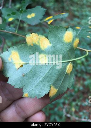 Wacholder-Weißdorn-Rost (Gymnosporangium globosum) Stockfoto