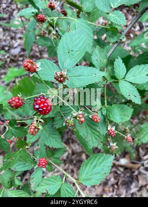 Allegheny blackberry (Rubus allegheniensis) Stockfoto