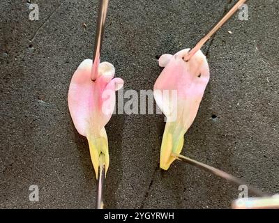 Pinke Geißblatt (Lonicera hispidula) Stockfoto