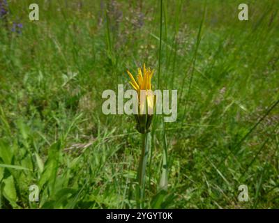 Östlicher Ziegenbart (Tragopogon orientalis) Stockfoto