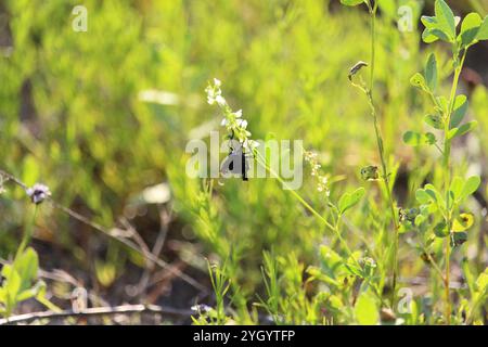 Mexikanische Kaktusfliege (Copestylum mexicanum) Stockfoto