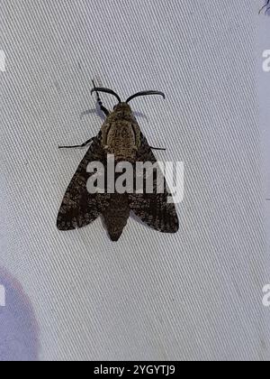 Carpenterworm Motte (Prionoxystus robiniae) Stockfoto