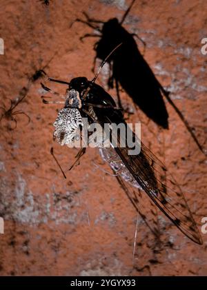 Zierbaumstammspinne (Herennia multipuncta) Stockfoto