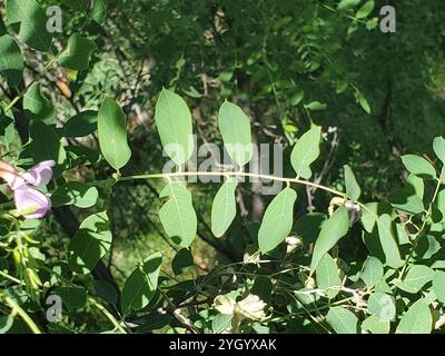 New Mexico Heuschrecke (Robinia neomexicana) Stockfoto