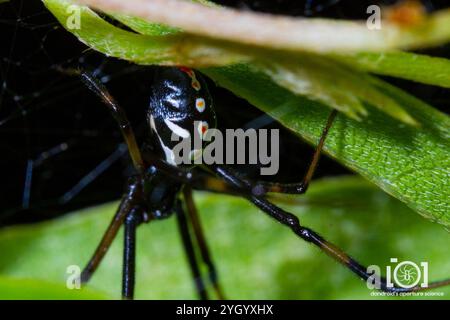 Südliche Schwarze Witwe (Latrodectus mactans) Stockfoto