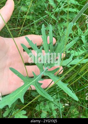 Isle of man Kohl (Coincya monensis) Stockfoto