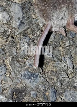 Nordamerikanischer Kleinstspitzel (Cryptotis parvus) Stockfoto