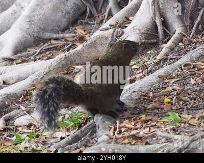 Taiwan Eichhörnchen (Callosciurus erythraeus thaiwanensis) Stockfoto