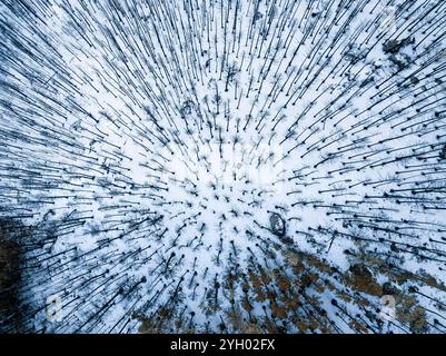 Luftaufnahme eines verschneiten Waldes in den Bighorn Mountains, Wyoming, USA Stockfoto