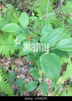 Roundleaf greenbrier (Smilax rotundifolia) Stockfoto