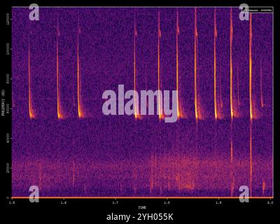 Pygmy Pipistrelle (Pipistrellus pygmaeus) Stockfoto