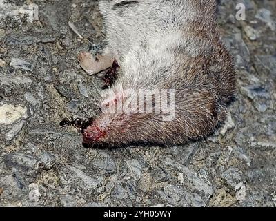 Nordamerikanischer Kleinstspitzel (Cryptotis parvus) Stockfoto